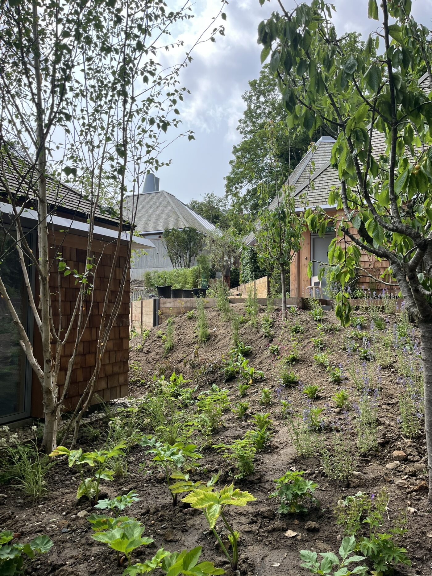 MSA Omved Gardens 17. JPEG